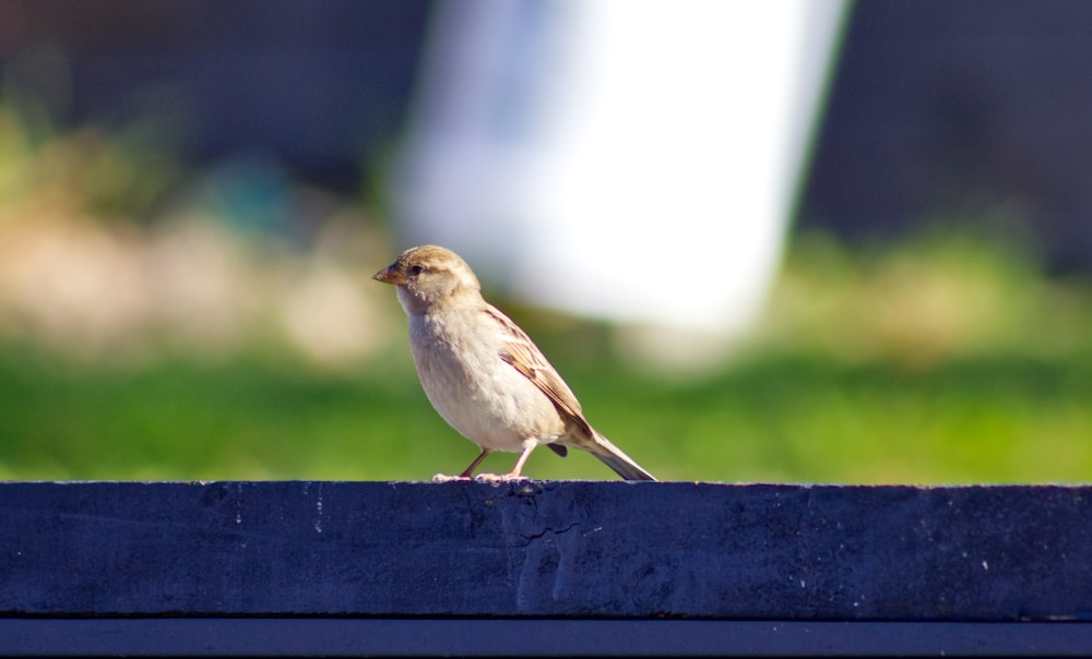 brown and white bird on black wooden fence during daytime