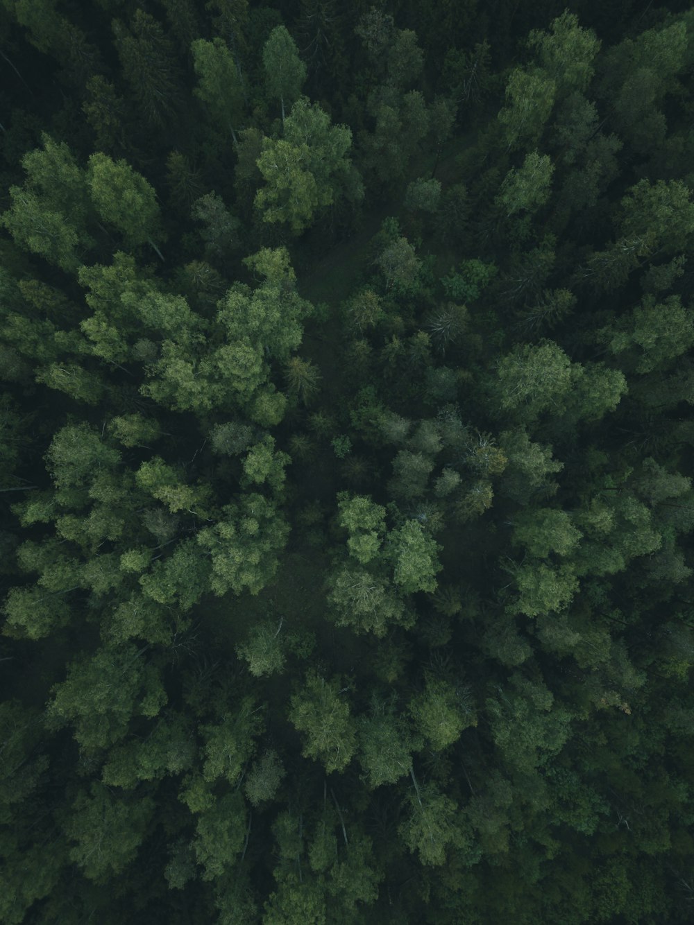 green trees on forest during daytime