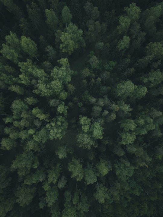 green trees on forest during daytime in Ivanovo Oblast Russia