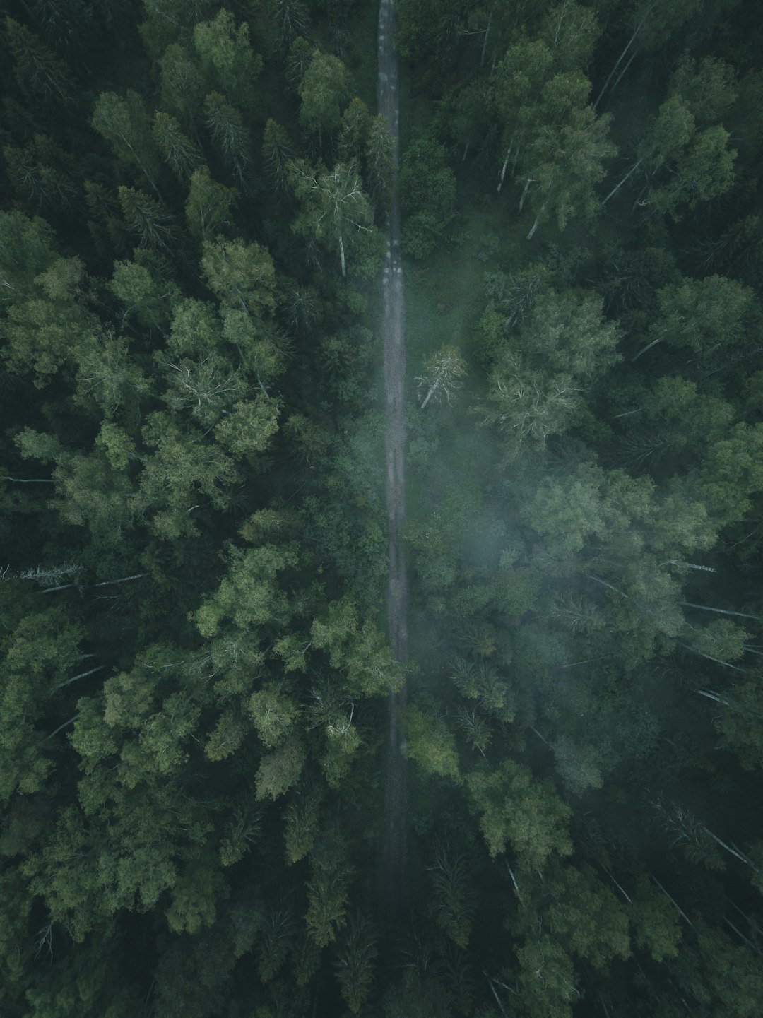 green trees in forest during daytime