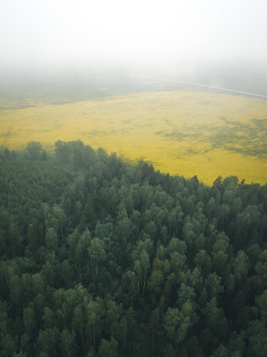 green trees on yellow field during daytime in Ivanovo Oblast Russia