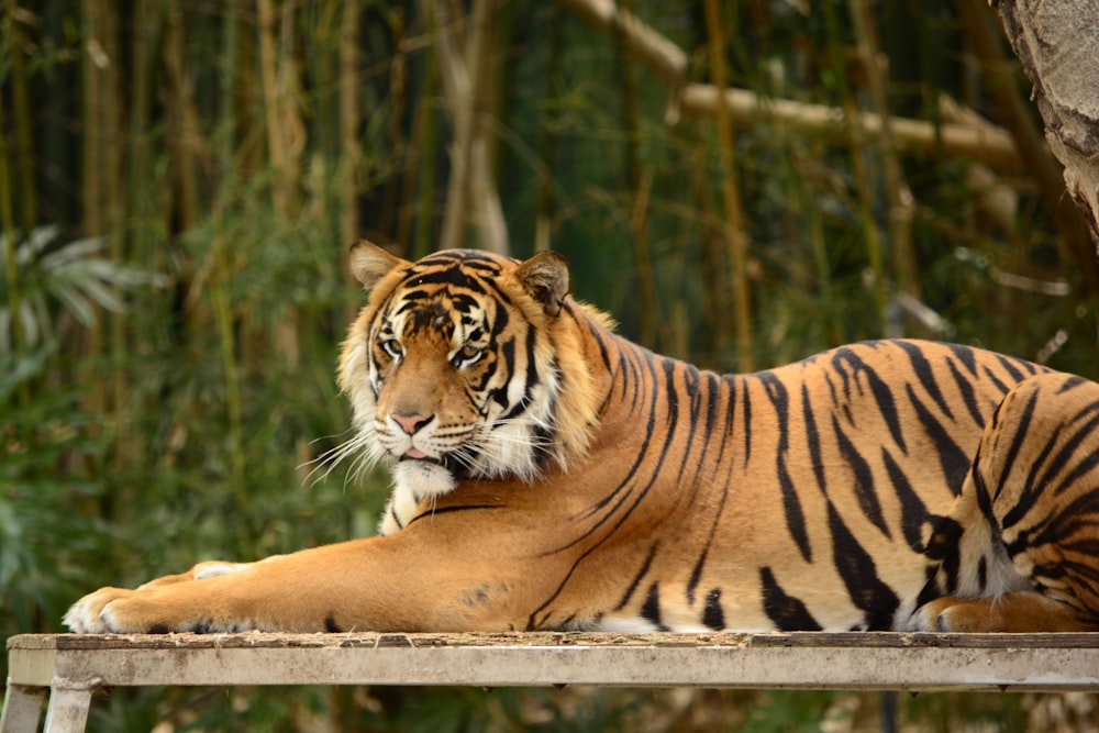 brown and black tiger lying on ground