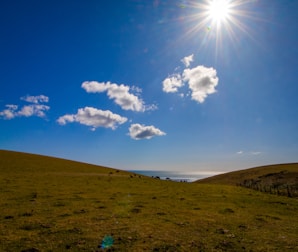 A farmer feeding livestock with animal production boosters in a sunny field.