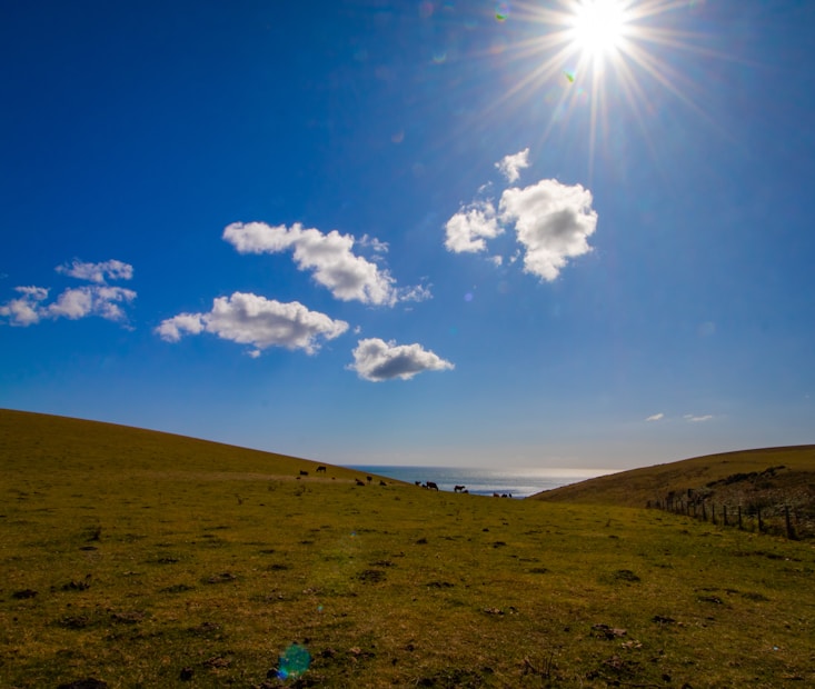 A bright sun shines down on a vast green field with a few scattered clouds in a clear blue sky. Cows are grazing across the landscape, and a fence runs along the right side toward the horizon.