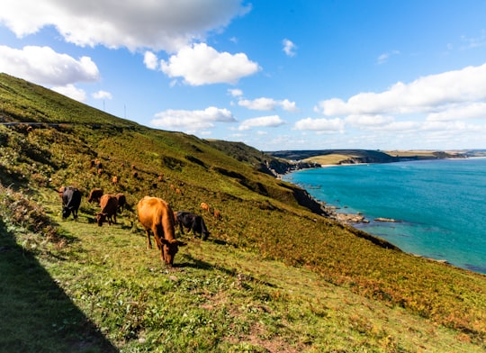 horses on green grass field near body of water during daytime in Start Point United Kingdom