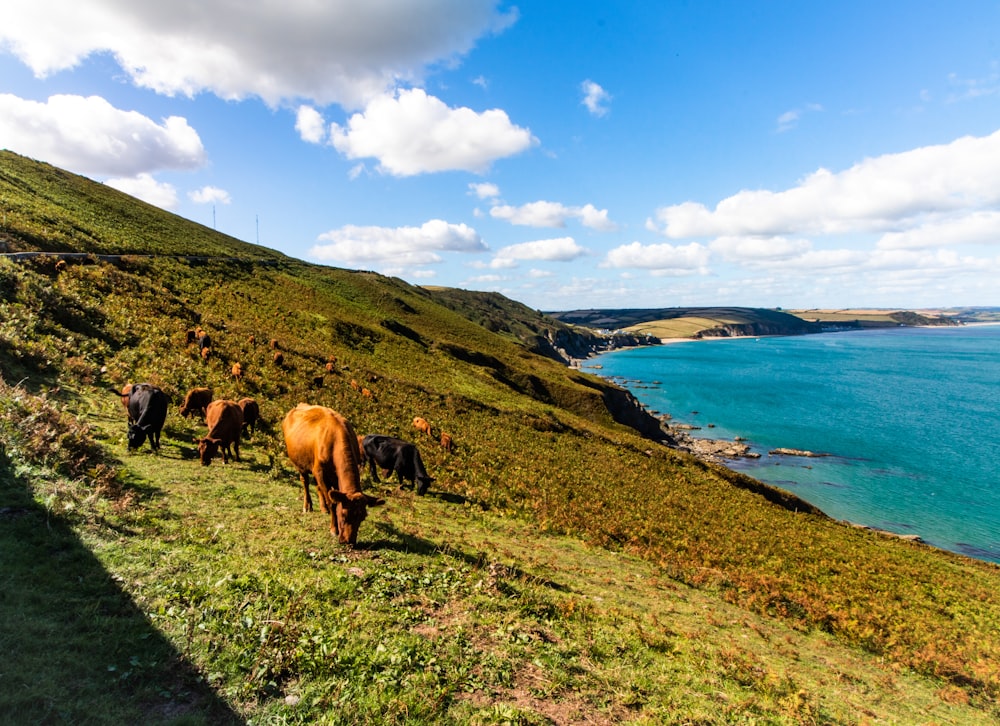 chevaux sur un champ d’herbe verte près d’un plan d’eau pendant la journée