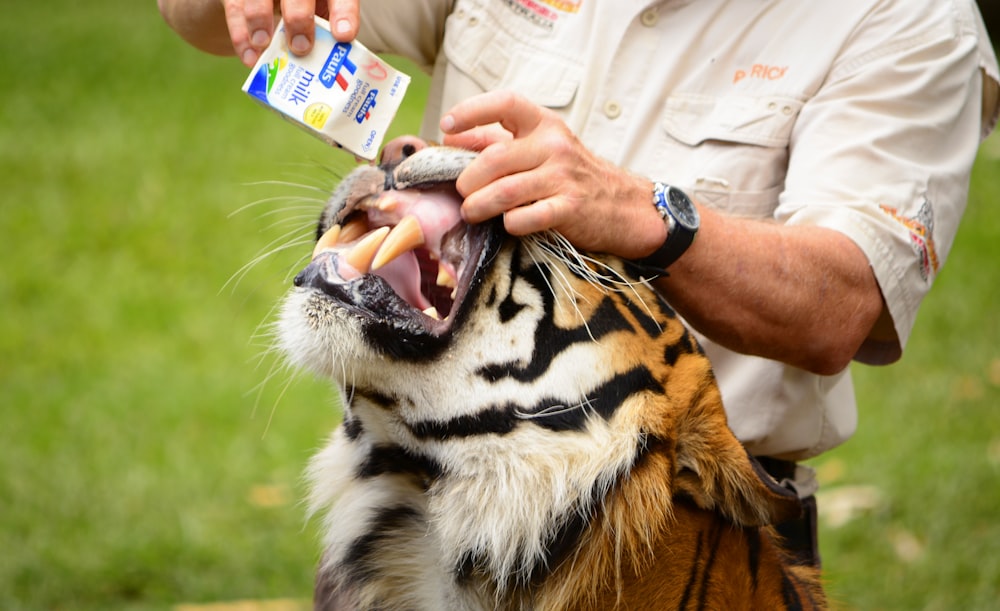man in pink button up shirt holding tigers face
