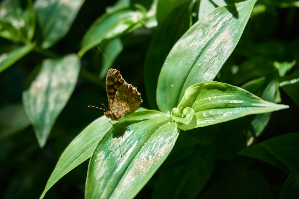 brown butterfly on green leaf