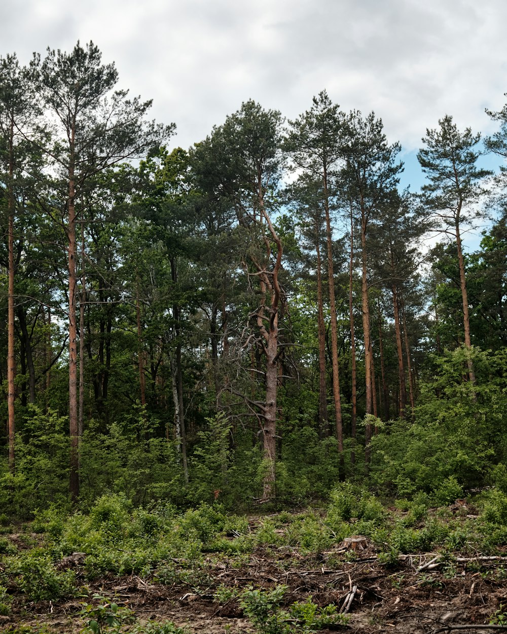 green trees under white clouds during daytime