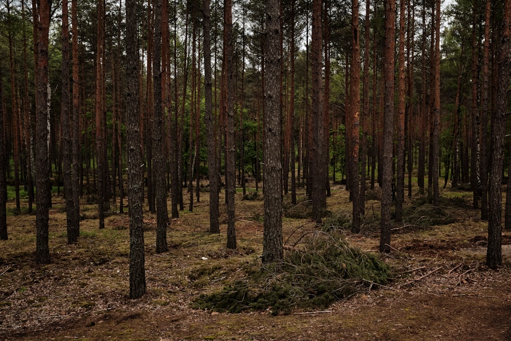 brown and green trees during daytime