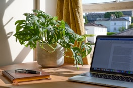 Sunlight streaming through a window onto a workspace with plants and notebooks.