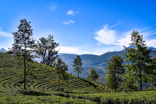green trees on green grass field under blue sky during daytime in Munnar India