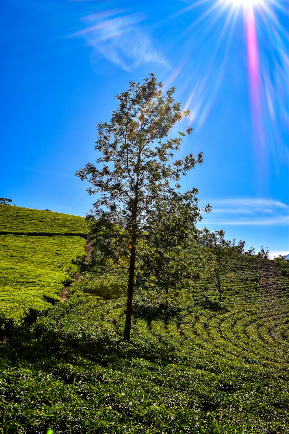 green grass field with trees under blue sky during daytime