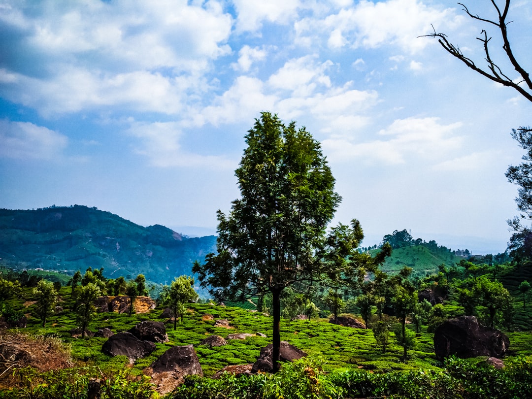 Tropical and subtropical coniferous forests photo spot Munnar India