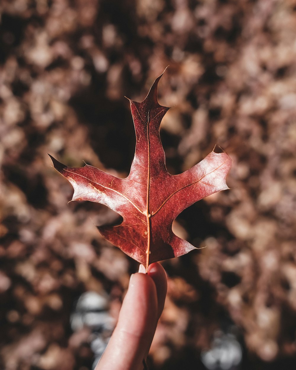 person holding brown maple leaf