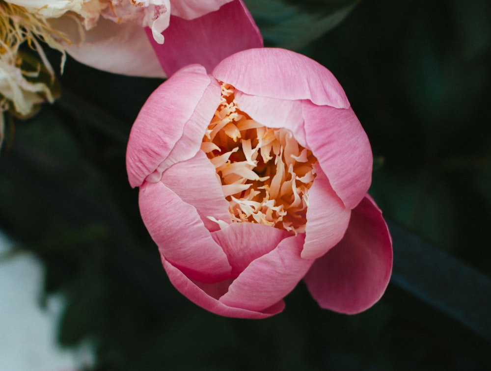 pink and white flower in macro shot