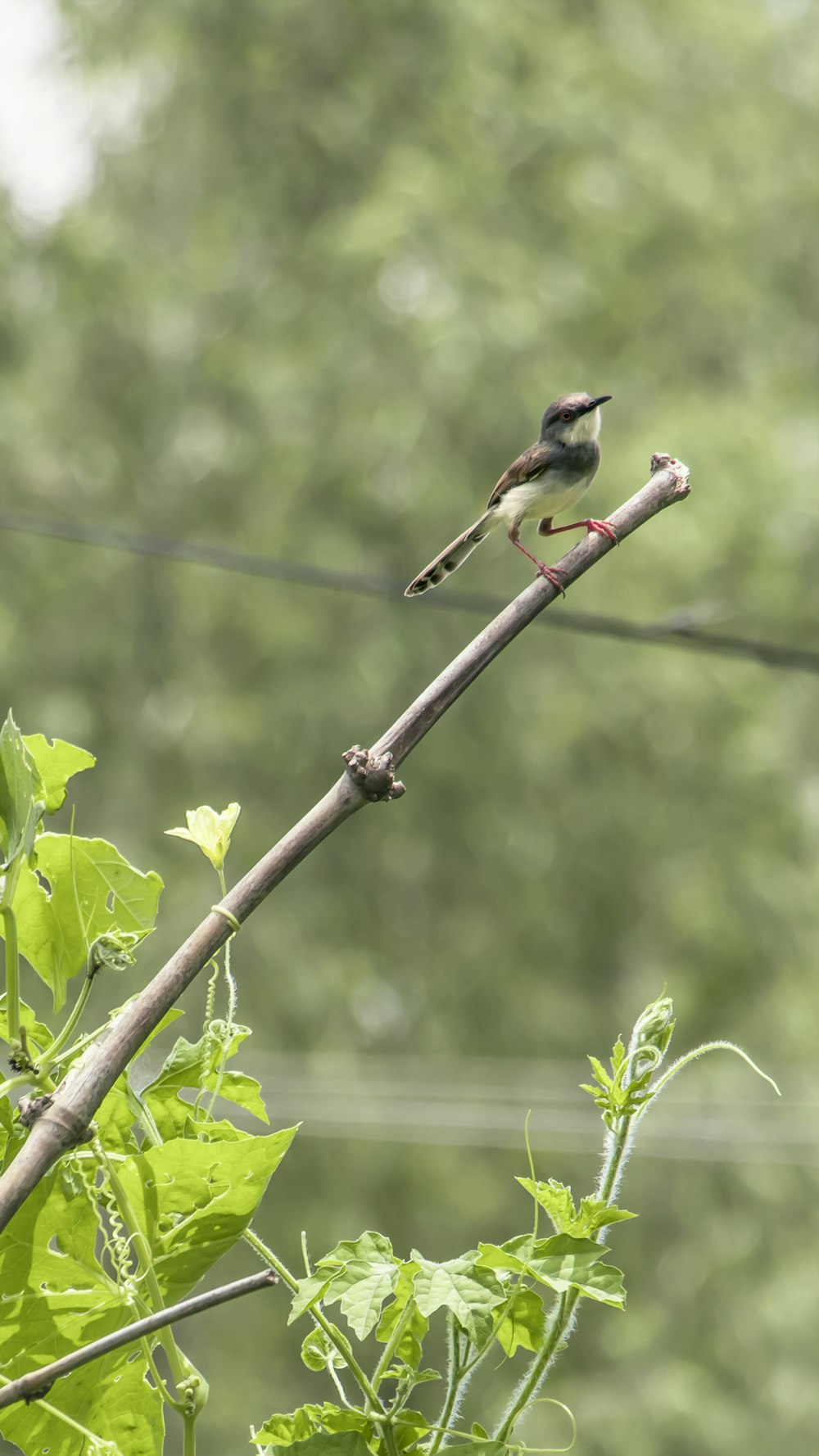 white and black bird on tree branch during daytime