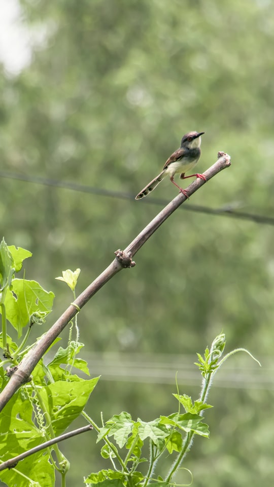 white and black bird on tree branch during daytime in Hariyon Nepal