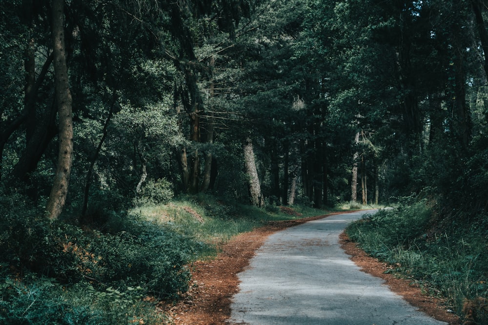 gray concrete road in between green trees during daytime