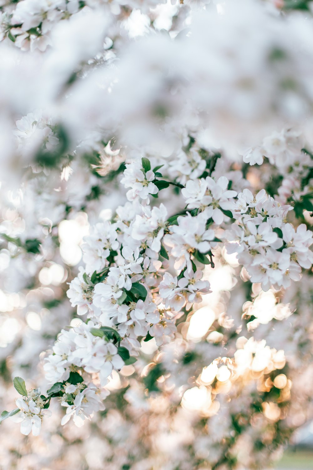 white flowers in tilt shift lens