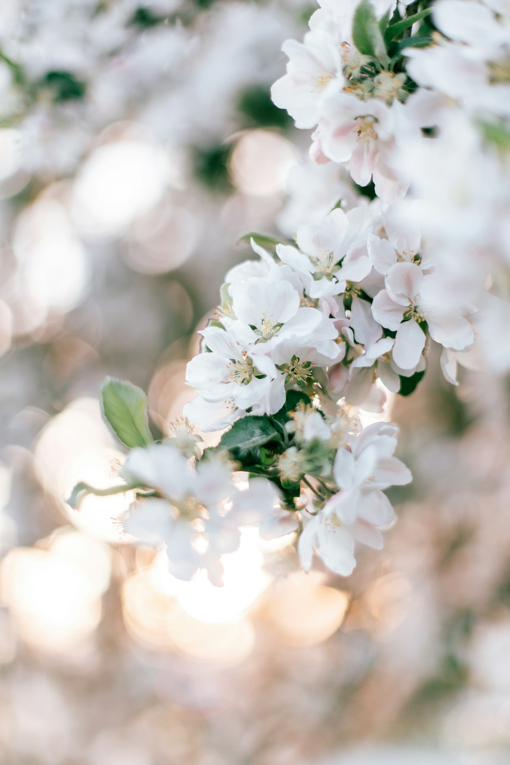 white flowers in tilt shift lens