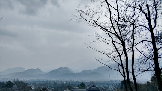 bare tree near mountain under cloudy sky during daytime in Dujiangyan City China