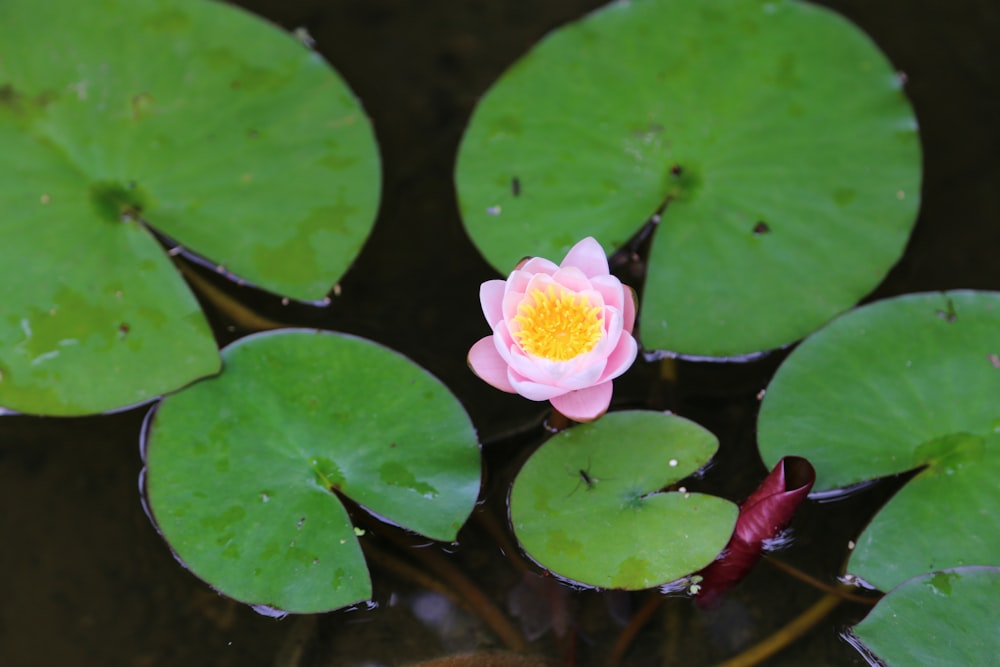 pink lotus flower on water