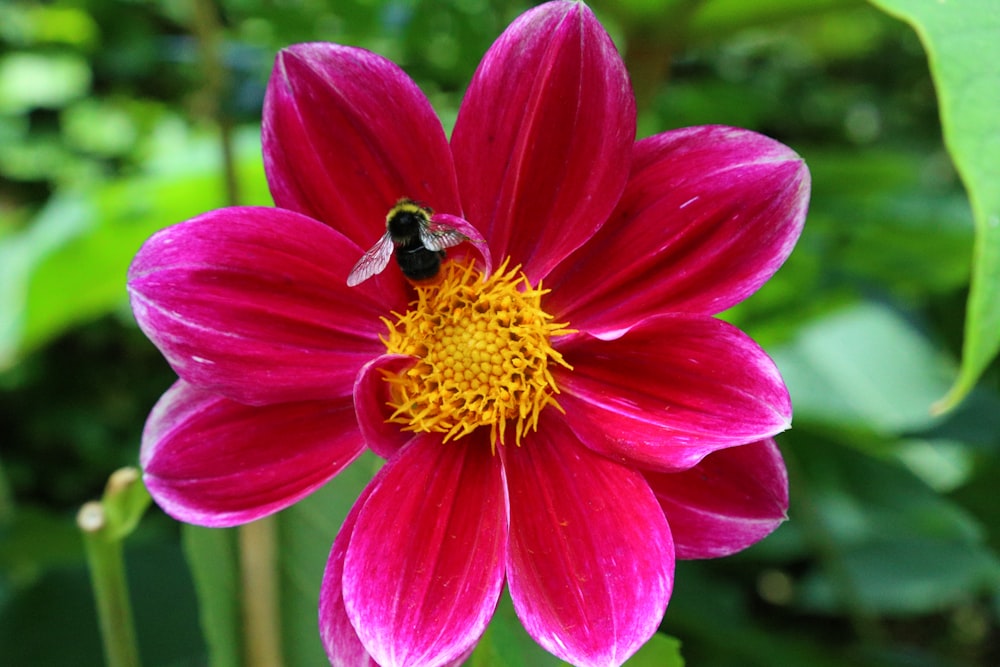 pink flower with yellow and black bee
