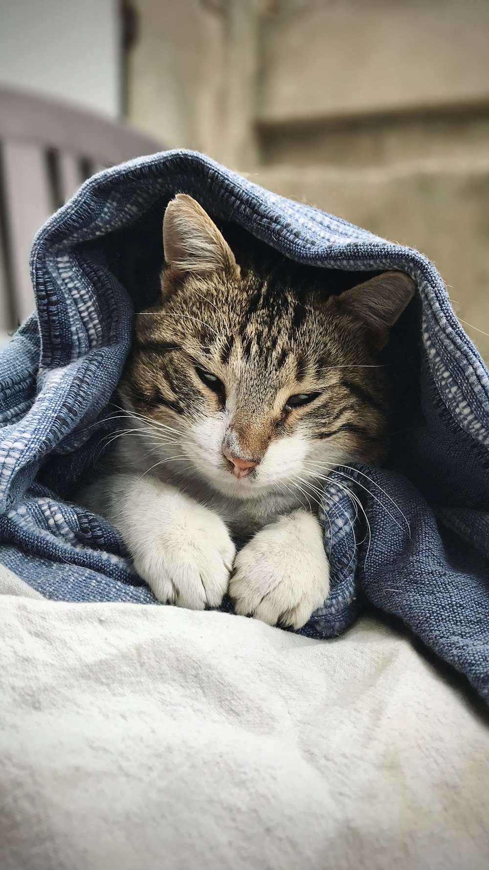 chat tigré brun couché sur textile bleu