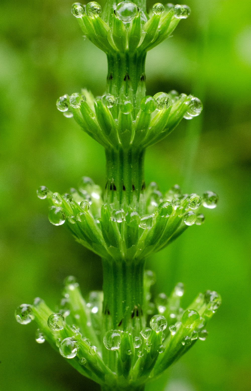 gotículas de água na planta verde