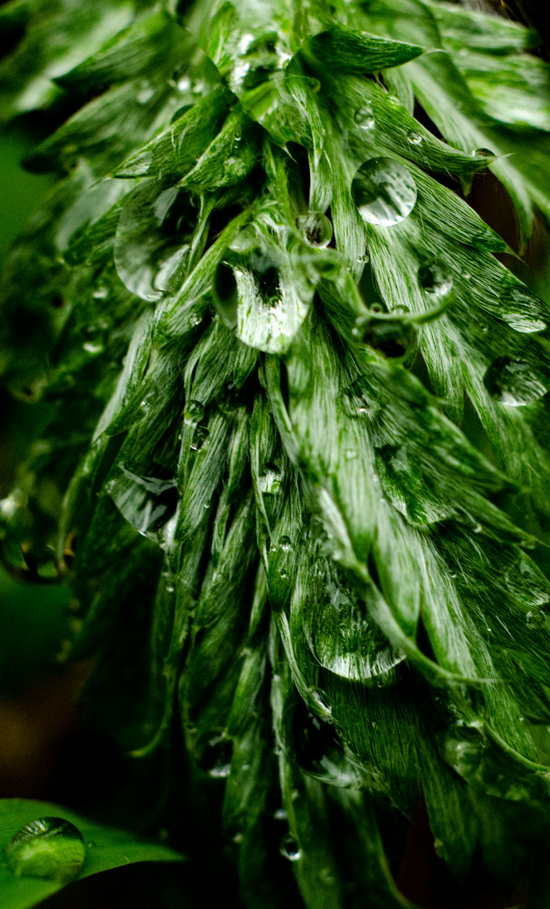 green leaf plant in close up photography