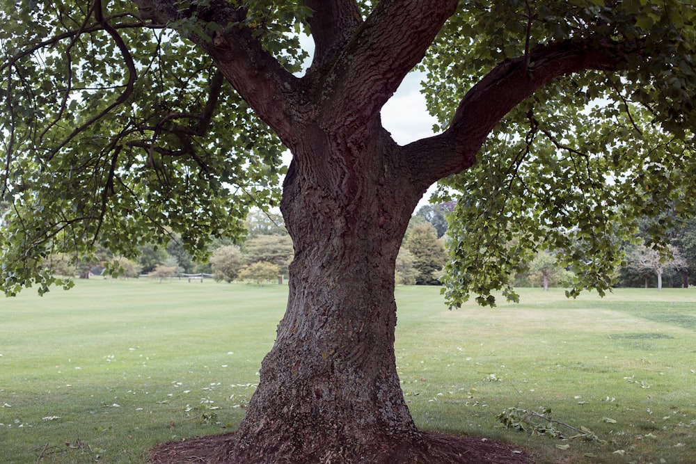 brown tree on green grass field during daytime