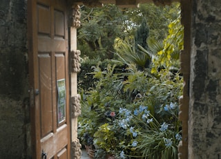 green plants beside brown wooden door