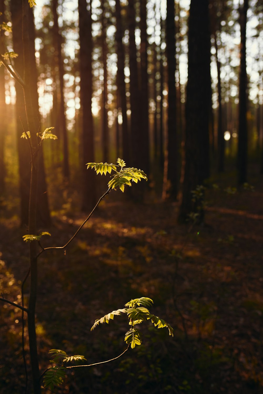 green plant on forest during daytime