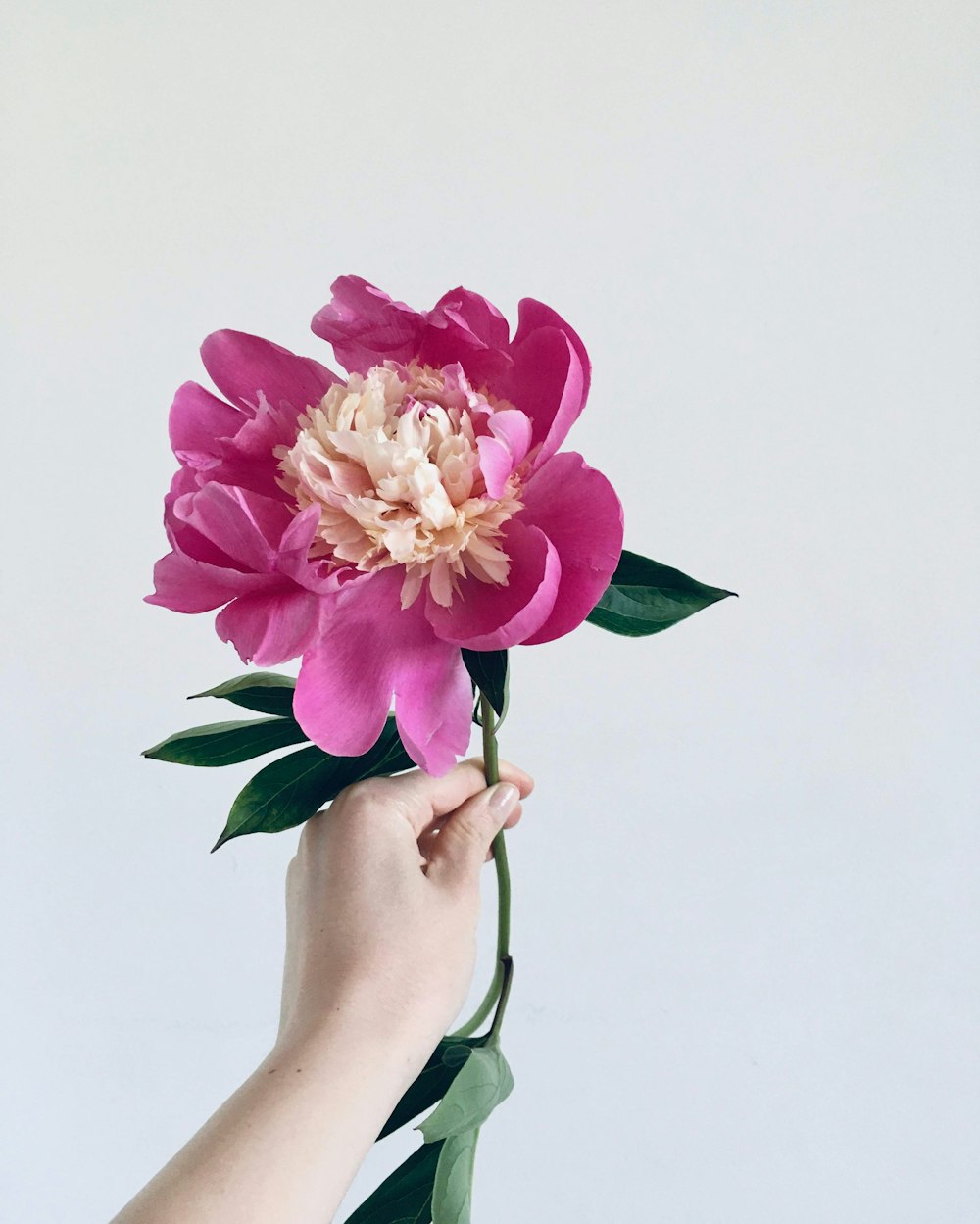 person holding pink and white flowers