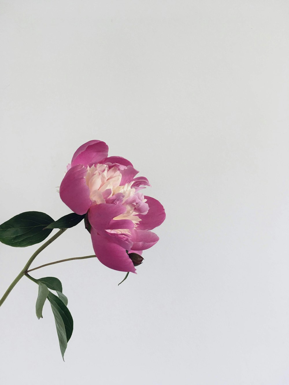 pink rose in bloom close up photo