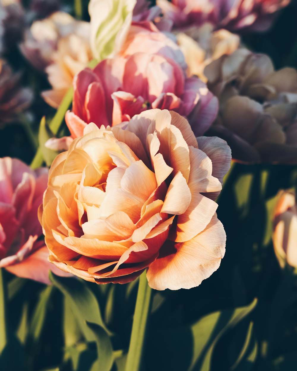 pink and yellow flower in close up photography