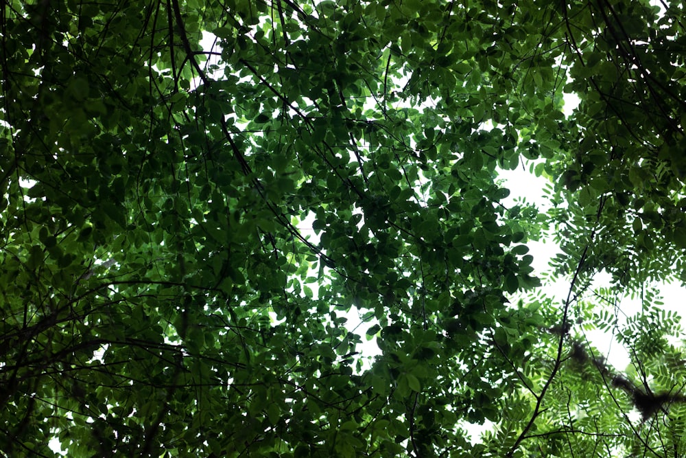 緑の木の上の緑の葉