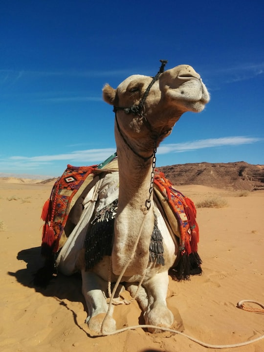 brown camel on brown sand during daytime in South Sinai Egypt