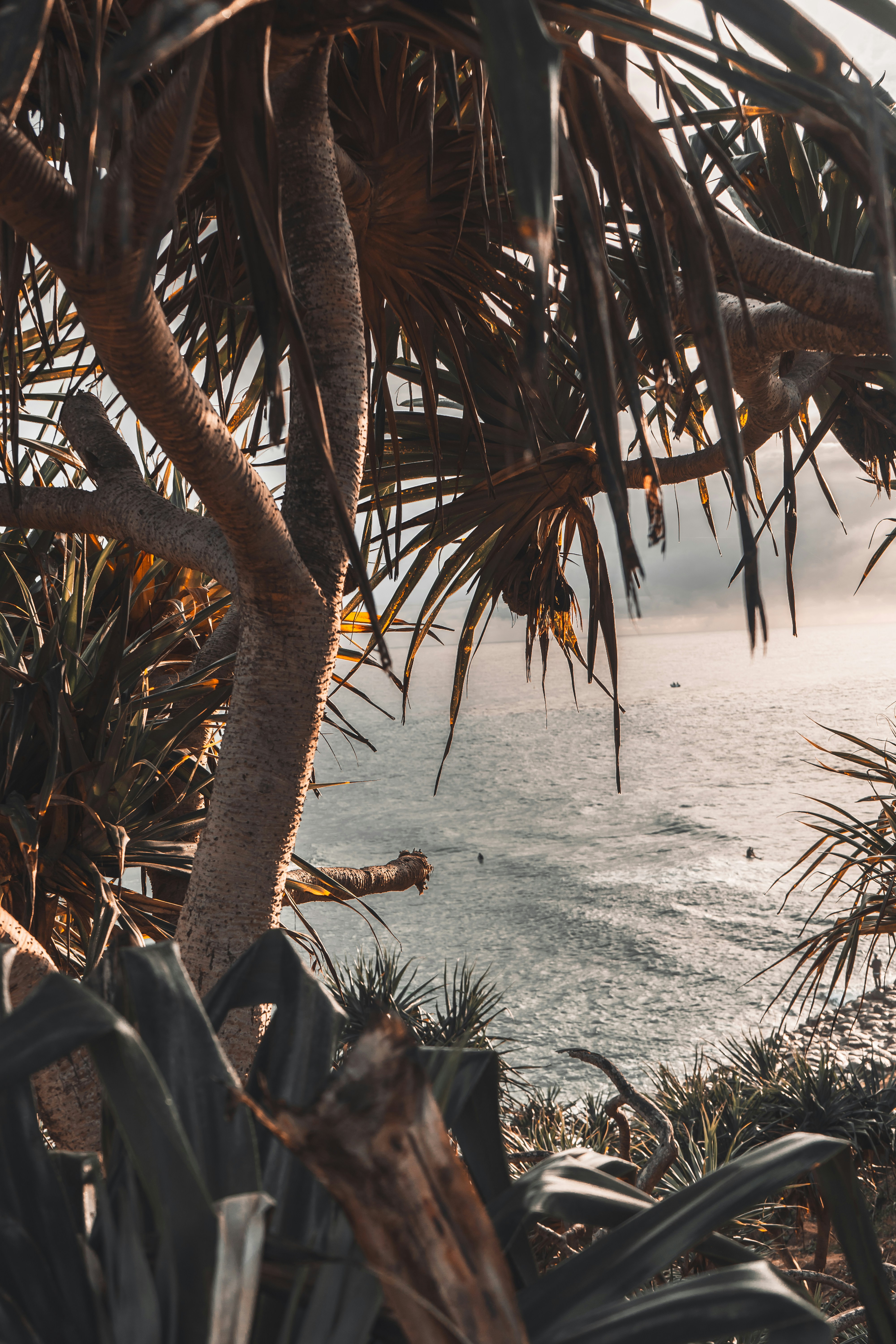 Brown palm tree on white sand beach during daytime photo Free