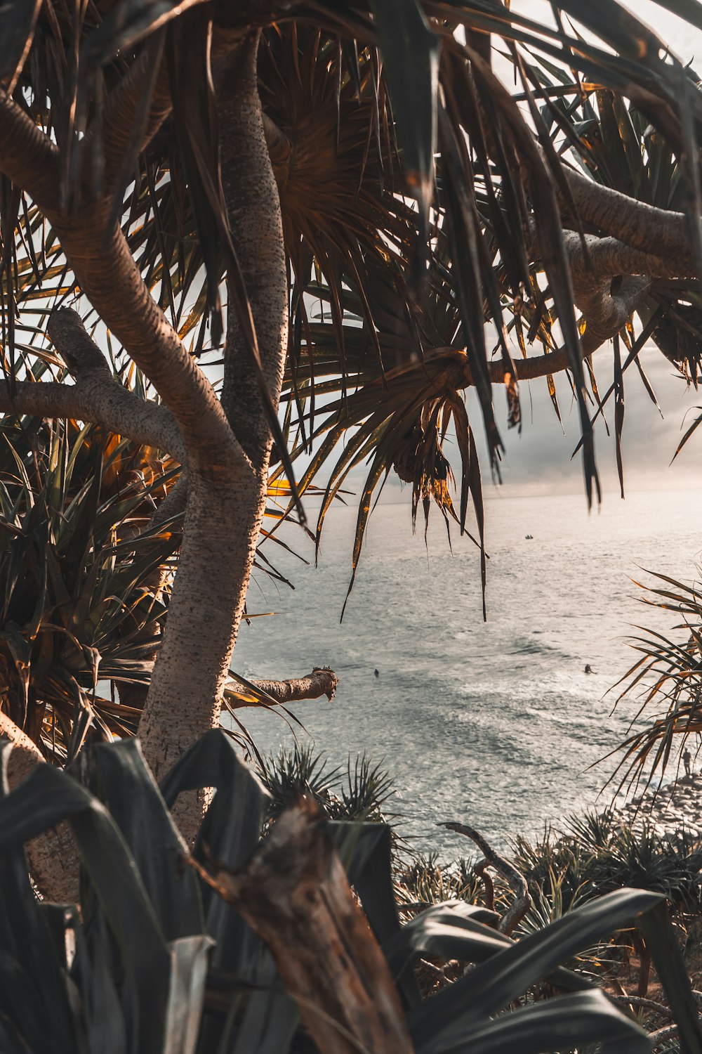 palmeira marrom na praia de areia branca durante o dia