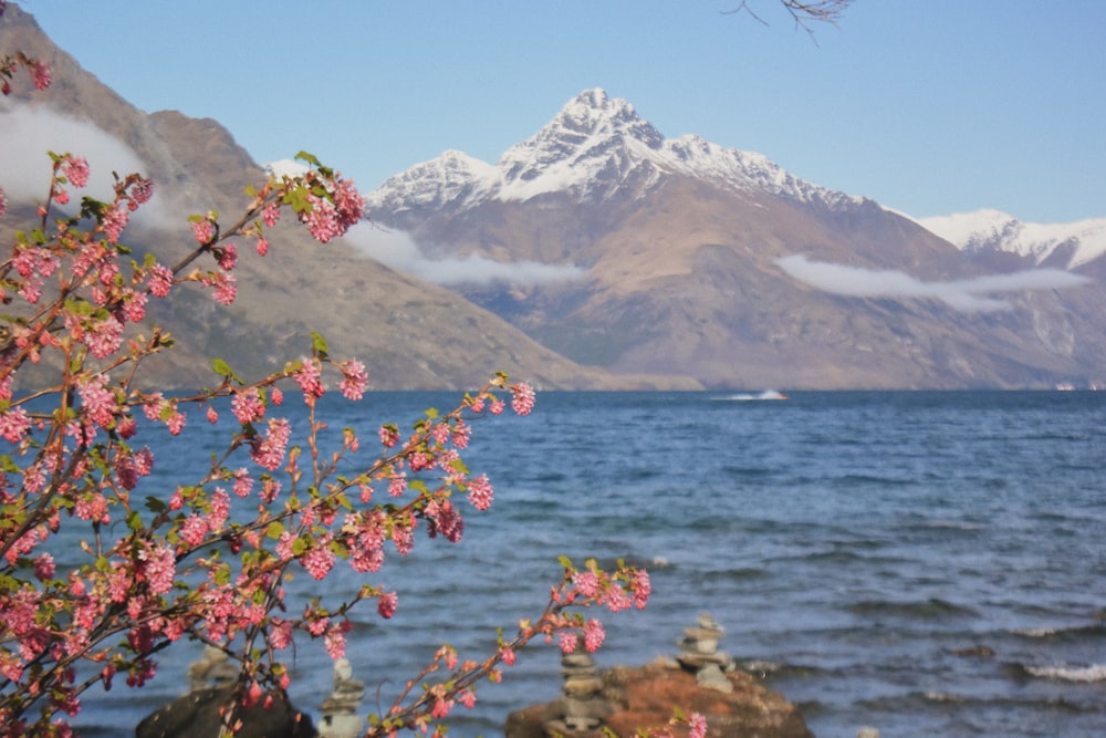 pink and yellow flowers near body of water and snow covered mountain during daytime