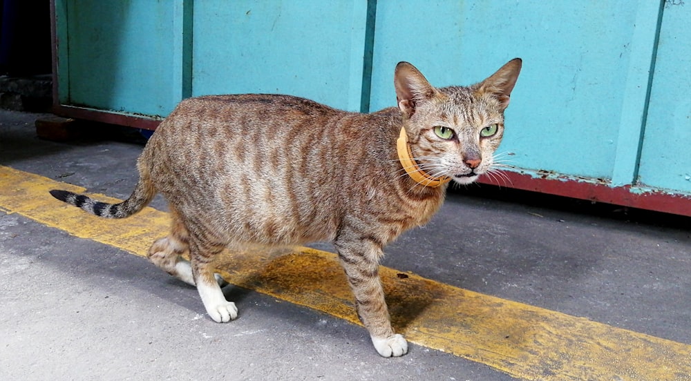 brown tabby cat on black concrete floor