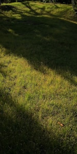 Grass Carpet