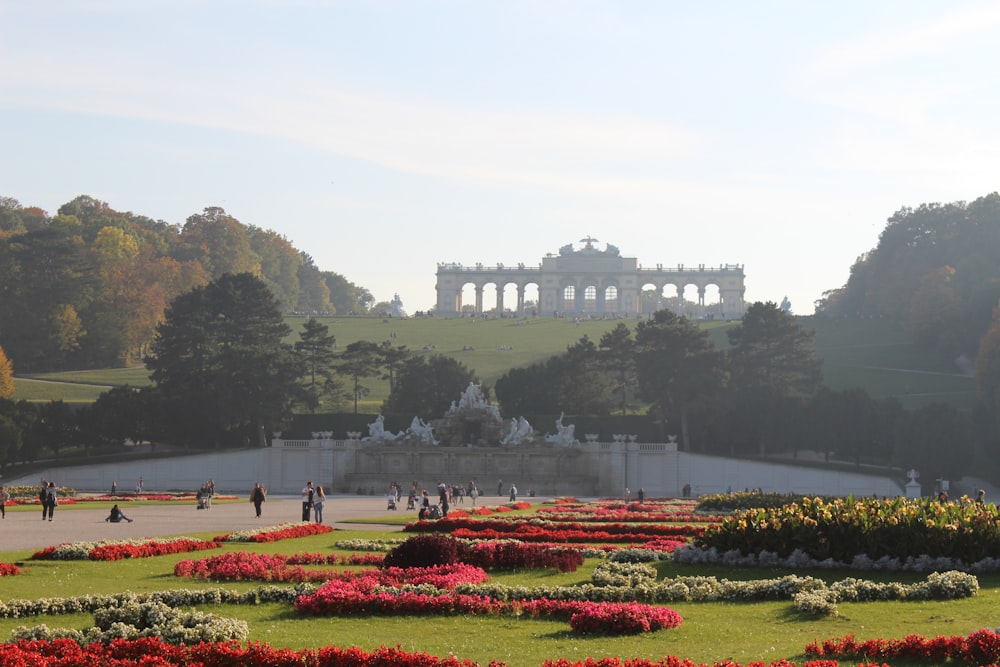 people walking on red flower field near body of water during daytime