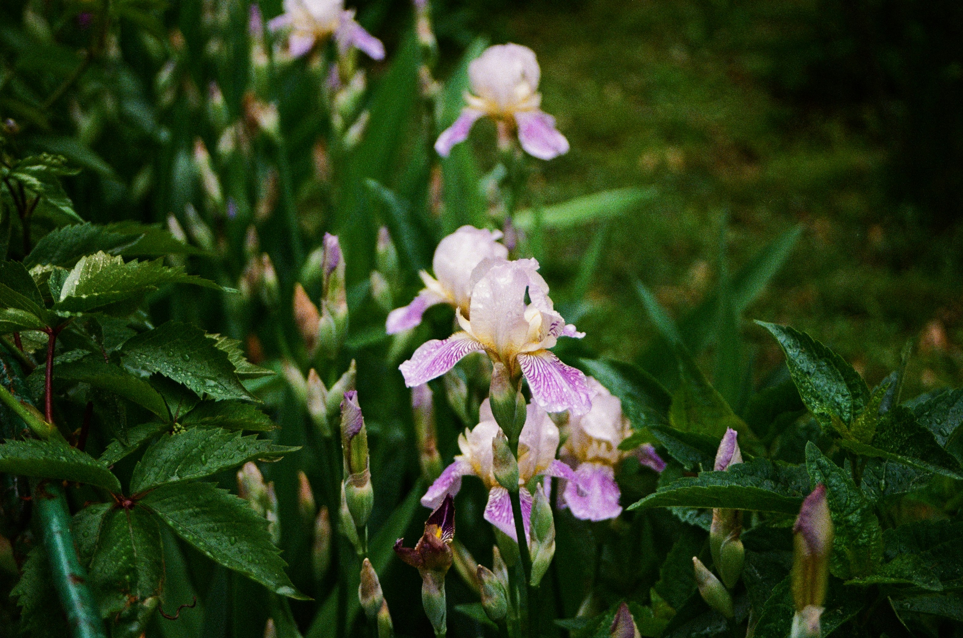Flor blanca y púrpura en fotografía de primer plano