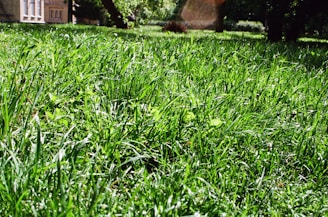 A lush green lawn stretches across the foreground, with sunlight highlighting the blades of grass, creating a vibrant and fresh appearance. In the background, a building with red brick walls is partially visible, surrounded by tall trees casting dappled shadows on the ground.