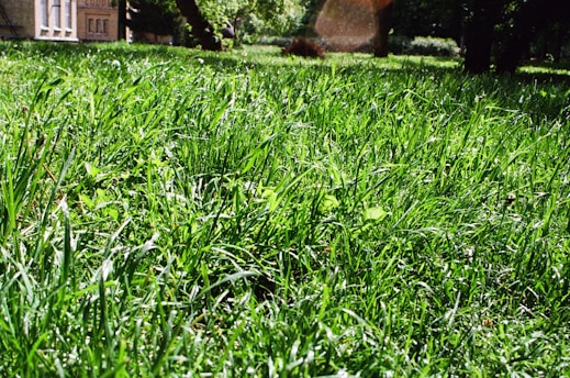 A lush green lawn stretches across the foreground, with sunlight highlighting the blades of grass, creating a vibrant and fresh appearance. In the background, a building with red brick walls is partially visible, surrounded by tall trees casting dappled shadows on the ground.