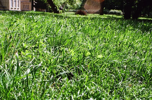 A lush green lawn stretches across the foreground, with sunlight highlighting the blades of grass, creating a vibrant and fresh appearance. In the background, a building with red brick walls is partially visible, surrounded by tall trees casting dappled shadows on the ground.