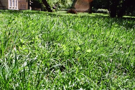 A lush green lawn stretches across the foreground, with sunlight highlighting the blades of grass, creating a vibrant and fresh appearance. In the background, a building with red brick walls is partially visible, surrounded by tall trees casting dappled shadows on the ground.